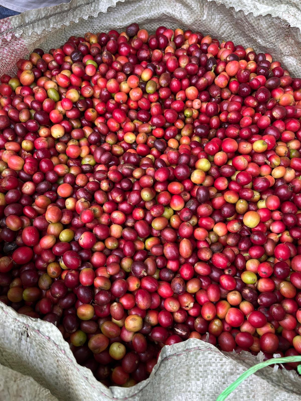 Coffee prepared for quality assessment and international trade